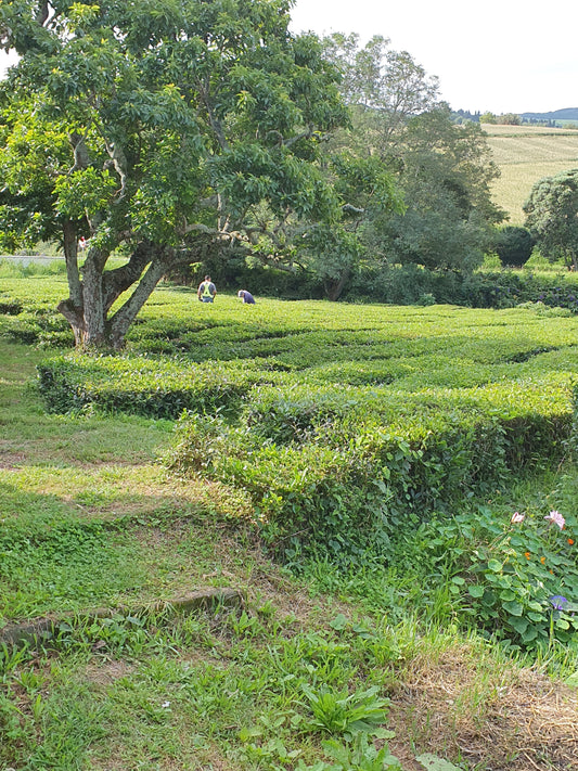 L'origine du thé bio des Açores
